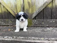 Lacey, a female Shichon for sale in Springfield, MO – 3 of 10