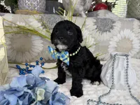 Isaac, a male Havapoo for sale in Springfield, MO – 3 of 10