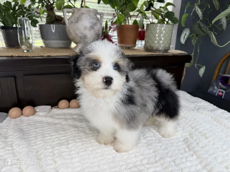 Toy size Conley blue eyes!!! – Aussiedoodle puppy for sale in Springfield, MO