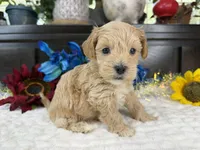 Jace, a male Havapoo for sale in Springfield, MO – 9 of 10