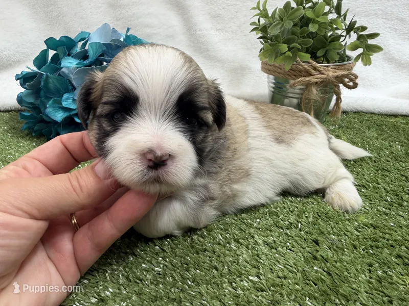 Oscar  – Mal Shi puppy for sale in Springfield, MO