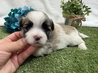 Oscar , a male Mal Shi for sale in Springfield, MO – 1 of 7