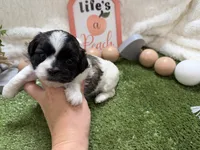 Lola, a female Shichon for sale in Springfield, MO – 4 of 8