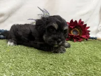 Dallas , a male Havanese for sale in Springfield, MO – 4 of 6