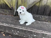 Penny, a female Bichon Frise for sale in Springfield, MO – 4 of 10