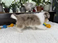 Toy size Clover blue eyes!!, a male Aussiedoodle for sale in Springfield, MO – 6 of 9
