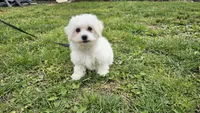 Davy, a male Bichon Frise for sale in Springfield, MO – Photo 3 of 8
