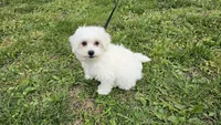 Davy, a male Bichon Frise for sale in Springfield, MO – Photo 4 of 8