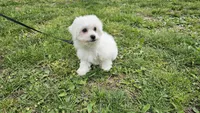 Davy, a male Bichon Frise for sale in Springfield, MO – Photo 7 of 8