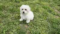Davy, a male Bichon Frise for sale in Springfield, MO – Photo 2 of 8