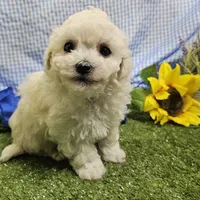 Davy, a male Bichon Frise for sale in Springfield, MO – Photo 1 of 3