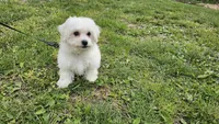 Davy, a male Bichon Frise for sale in Springfield, MO – Photo 6 of 8