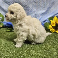 Davy, a male Bichon Frise for sale in Springfield, MO – Photo 3 of 3