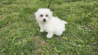 Davy, a male Bichon Frise for sale in Springfield, MO – Photo 5 of 8