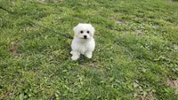 Davy, a male Bichon Frise for sale in Springfield, MO – Photo 8 of 8