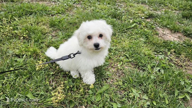 Davy – Bichon Frise puppy for sale in Springfield, MO