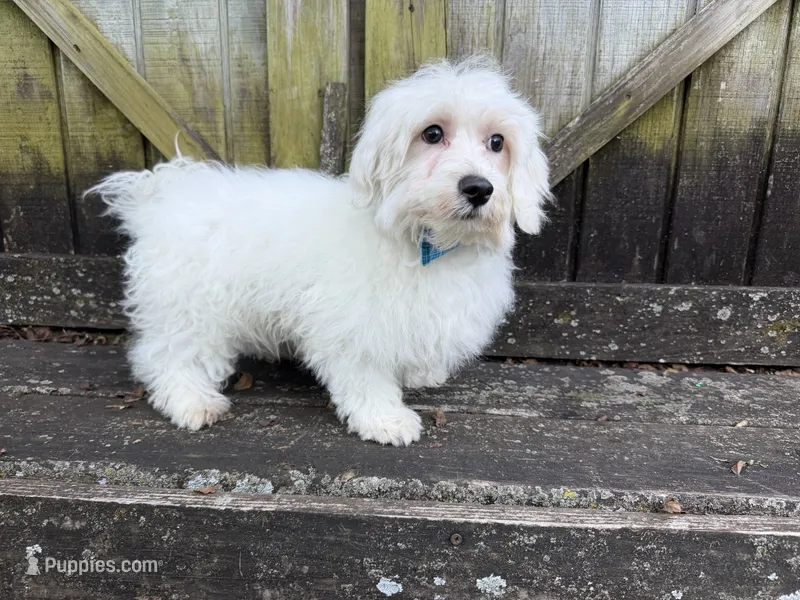 Rowen – Maltese puppy for sale in Springfield, MO