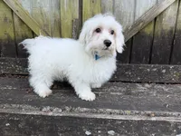 Rowen, a male Maltese for sale in Springfield, MO – 1 of 8