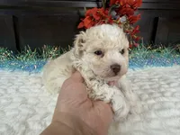 Keeton, a male Aussiedoodle for sale in Springfield, MO – 7 of 9