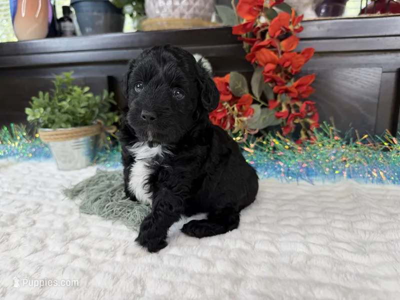 Nolan toy Aussiedoodle  – Aussiedoodle puppy for sale in Springfield, MO