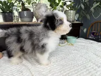 Toy size Conley blue eyes!!!, a male Aussiedoodle for sale in Springfield, MO – 5 of 9