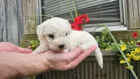 Nate, a male Bichon Frise for sale in Springfield, MO – 7 of 7
