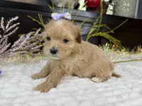 Birdie , a female Havapoo for sale in Springfield, MO – 5 of 8