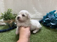Ben, a male Maltese for sale in Springfield, MO – 6 of 6
