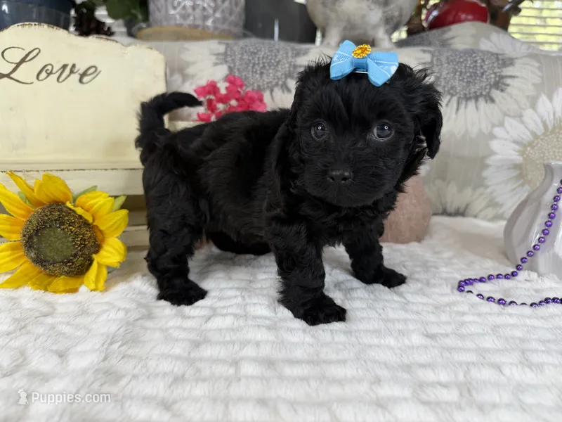 Isabella – Havapoo puppy for sale in Springfield, MO