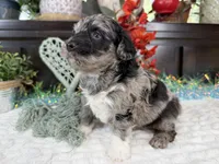 Matrix, a male Aussiedoodle for sale in Springfield, MO – 3 of 10