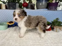 Toy size Clover blue eyes!!, a male Aussiedoodle for sale in Springfield, MO – 9 of 10