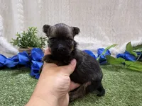 Scout, a male Havanese for sale in Springfield, MO – 2 of 7