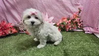 Raven, a female Maltese for sale in Springfield, MO – Photo 4 of 8