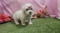 Raven, a female Maltese for sale in Springfield, MO – Photo 3 of 8