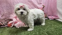 Raven, a female Maltese for sale in Springfield, MO – Photo 1 of 8