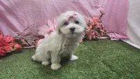 Raven, a female Maltese for sale in Springfield, MO – Photo 5 of 8