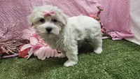 Raven, a female Maltese for sale in Springfield, MO – Photo 2 of 8