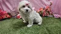 Raven, a female Maltese for sale in Springfield, MO – Photo 6 of 8