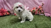 Raven, a female Maltese for sale in Springfield, MO – Photo 7 of 8
