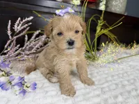 Birdie , a female Havapoo for sale in Springfield, MO – 6 of 8
