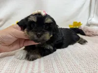 Nichole, a female Havanese for sale in Springfield, MO – 7 of 8