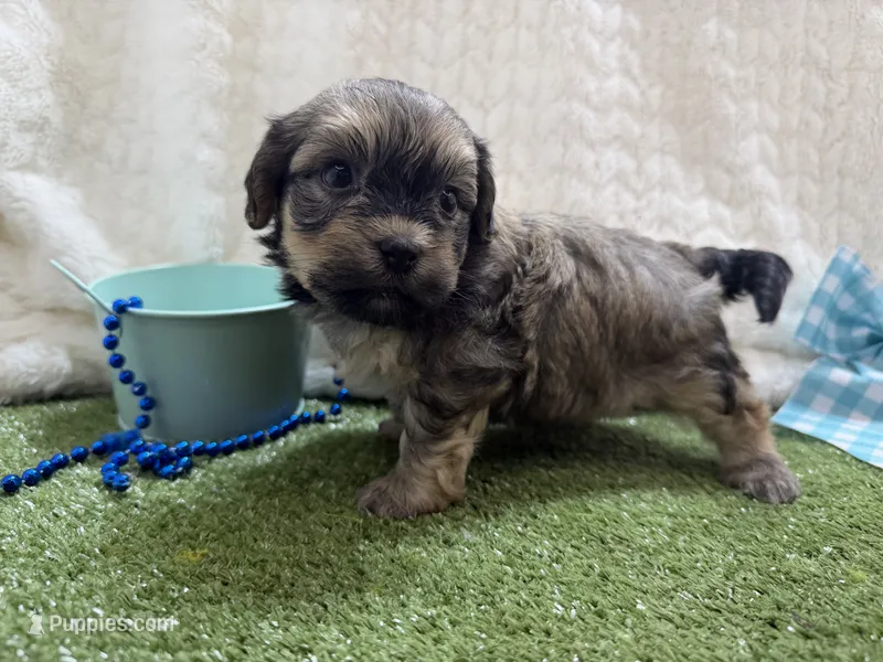 Sunny – Havanese puppy for sale in Springfield, MO