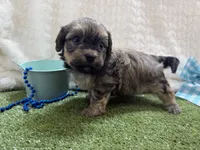 Sunny, a male Havanese for sale in Springfield, MO – 1 of 10