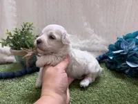 Ben, a male Maltese for sale in Springfield, MO – 5 of 6