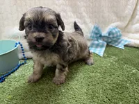 Sunny, a male Havanese for sale in Springfield, MO – 9 of 10
