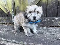 Cole, a male Shichon for sale in Springfield, MO – 7 of 9