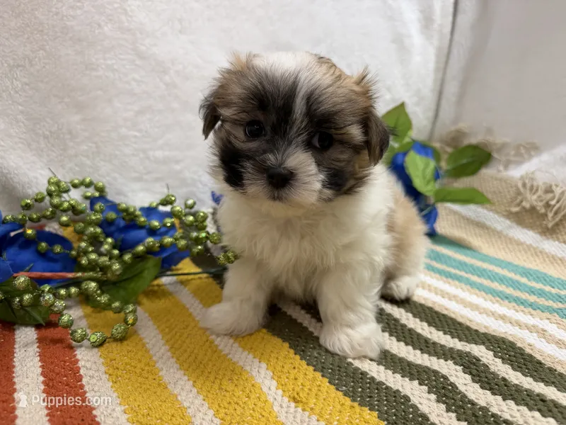 Trent – Mal Shi puppy for sale in Springfield, MO