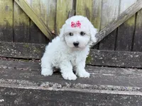 Penny, a female Bichon Frise for sale in Springfield, MO – 8 of 10