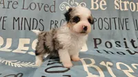 Toy size Conley blue eyes!!!, a male Aussiedoodle for sale in Springfield, MO – 10 of 10