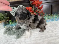 Matrix, a male Aussiedoodle for sale in Springfield, MO – 10 of 10